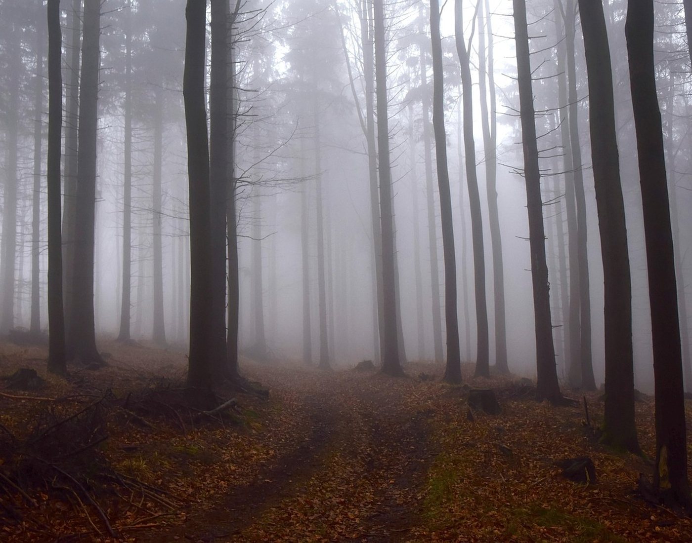 Forêt d’automne dans la brume, au calme de la campagne mosellane